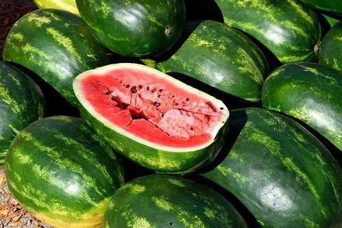 吃缅甸瓜视频大全,探寻东南亚特色美食之旅