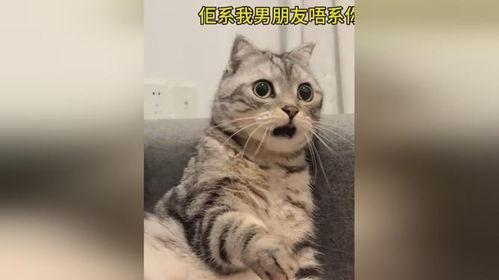 猫吃瓜的一天视频,一只猫的欢乐食瓜日常