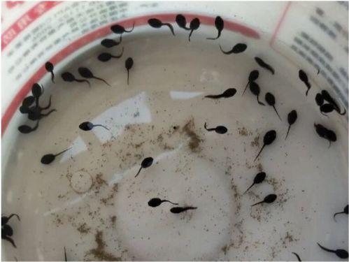 蝌蚪可以吃哈密瓜吗视频,哈密瓜大挑战