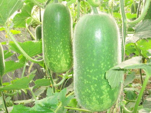 石瓜吃橙子视频大全集,趣味横生的视频大全集精彩回顾