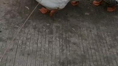 吃瓜鹅组热议分享视频,揭秘热门视频背后的故事