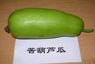 长葫芦瓜吃要削皮吗视频,长葫芦瓜食用前的去皮技巧揭秘