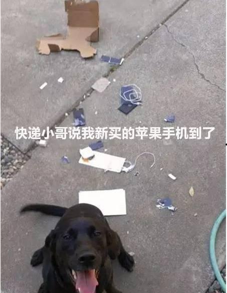 吃瓜宠物与主人重逢视频,温馨瞬间感动网友