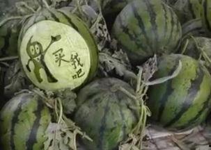 王小九吃茄瓜是哪一集视频,揭秘美食背后的趣味故事