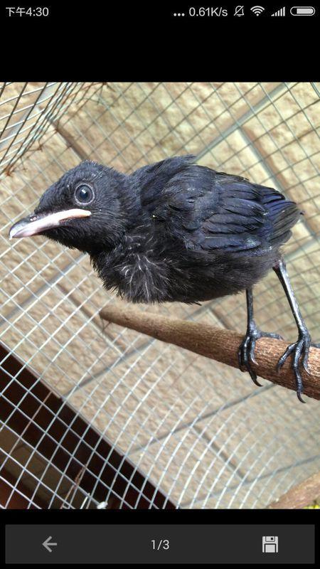 黑守瓜能给鸟吃吗视频教程,鸟类美食的秘密食谱