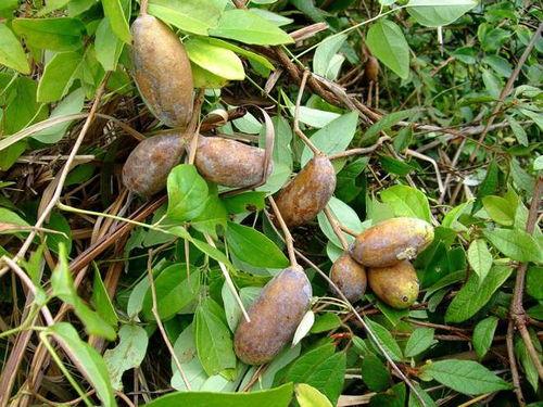 八月瓜在山上吃的视频,八月瓜的天然野趣之旅