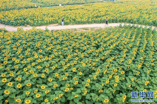 莒县沭河公园吃瓜视频,吃瓜群众欢乐多