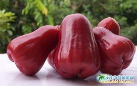 莲雾最新吃瓜视频,最新吃瓜视频揭秘美味秘诀