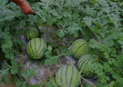 山西介休吃瓜视频曝光,揭秘当地特色美食背后的故事