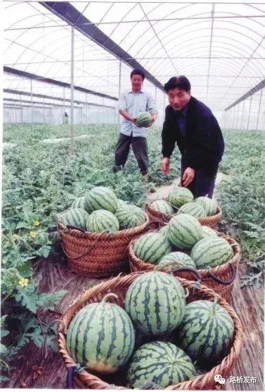 西瓜文化节吃瓜视频,全民吃瓜欢乐多