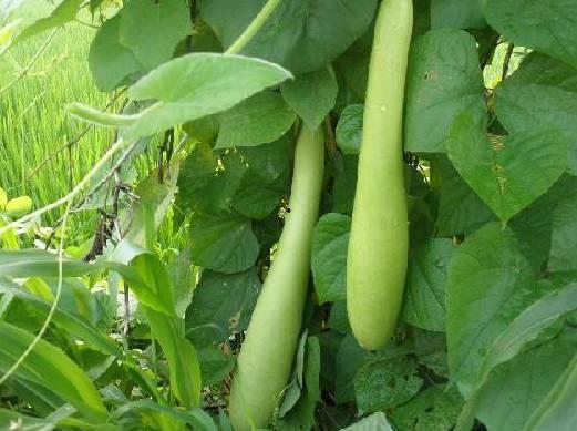 吃葫芦瓜丝的视频大全,视频大全教你轻松学会