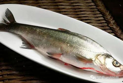吃八瓜鱼视频生,揭秘视频中的美味佳肴