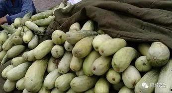 安丘吃瓜视频,揭秘当地特色美食背后的故事