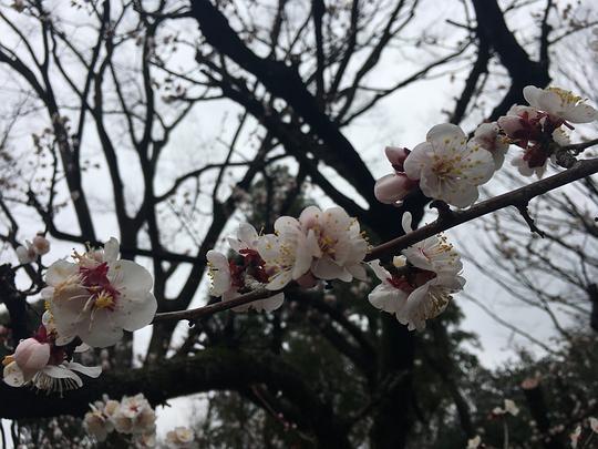 樱花视频吃瓜,揭秘网络热点背后的真相