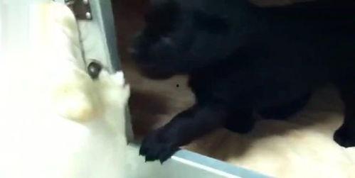 小狗可以吃小蜜瓜嘛视频,揭秘小狗能否享用小蜜瓜