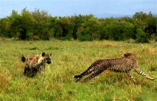 猎豹吃瓜群众视频,揭秘野生动物的趣味瞬间