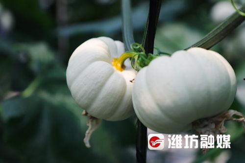 潍坊酒店吃瓜视频,一场意外的网络热议