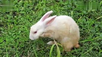 大白兔吃瓜视频在线观看,萌宠美食大揭秘