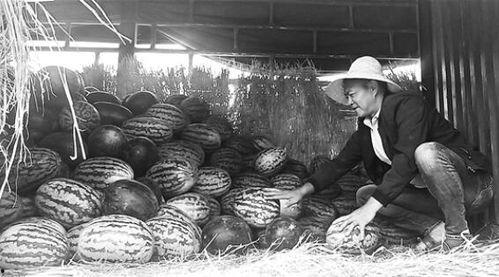 峪谷吃瓜群众事件视频,一场网络舆论的风暴与反思