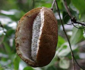 八月瓜边吃边摘好吗视频