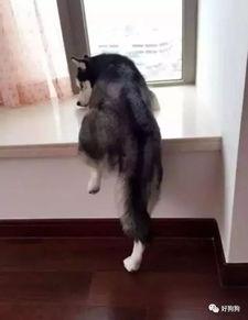 吃瓜群众二哈摸头视频大全,吃瓜群众笑翻视频大全