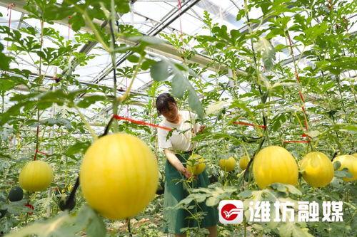 潍坊泰华吃瓜视频,揭秘幕后真相，带你领略网络热点背后的故事