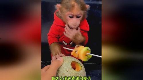 猴哥吃哈密瓜视频大全,趣味视频大盘点