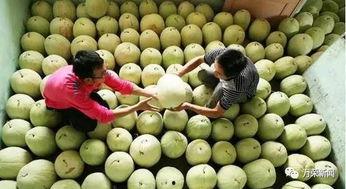 吃白瓜有什么好处呢视频,健康生活新选择