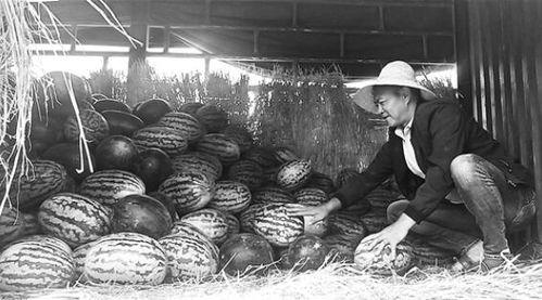 随州吃瓜群众事件真相视频,真相与背后故事