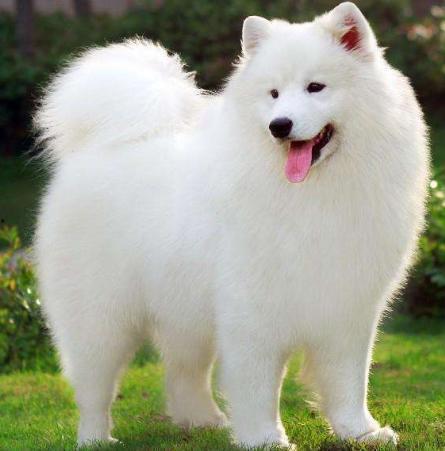 白狗吃哈密瓜视频大全图片,萌宠美食瞬间大盘点