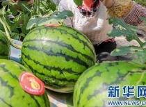 安平最新吃瓜消息新闻视频,揭秘热门新闻背后的视频真相