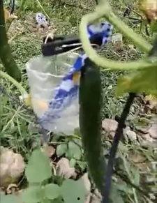 宁陵吃瓜事件真相视频,揭秘真相背后的惊人内幕