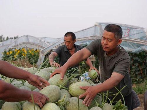 马家屯吃瓜视频最新一期,揭秘本期热门事件幕后真相