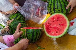 钓鱼吃瓜视频大全,视频大全带你轻松娱乐