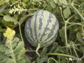 西瓜节吃瓜比赛视频播放