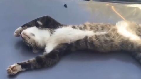 宠物猫吃瓜的视频,宠物猫吃瓜视频走红网络