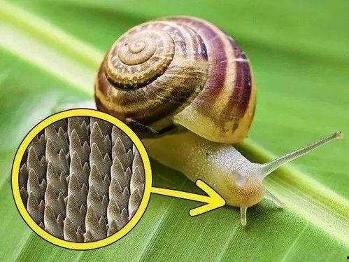 白玉蜗牛吃角瓜会死吗视频,白玉蜗牛食用角瓜致命实验揭秘