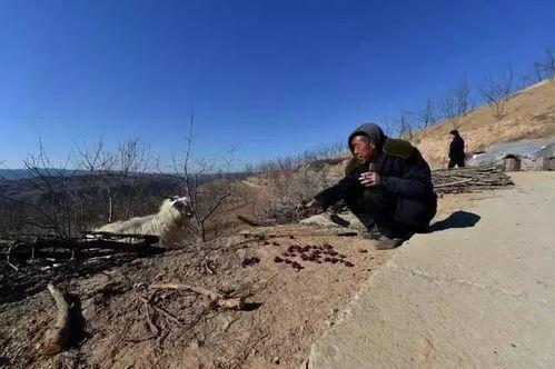 陕北老农吃瓜事件视频
