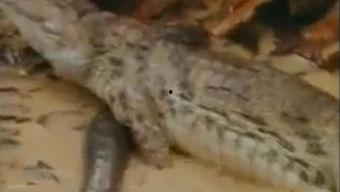 鳄鱼吃瓜的视频大全下载,揭秘动物世界生存法则