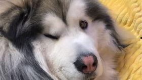 柯基可以吃白瓜吗视频,白瓜的适宜性解析