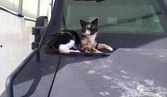 流浪猫吃骨瓜视频,温馨一幕引网友热议