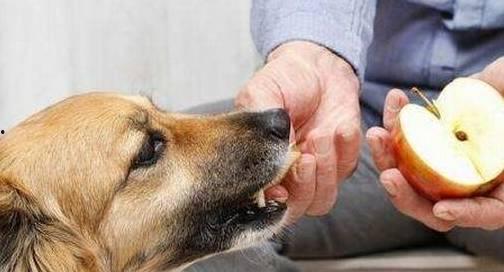 毛瓜狗狗可以吃吗视频大全,视频大全带你了解狗狗饮食新选择