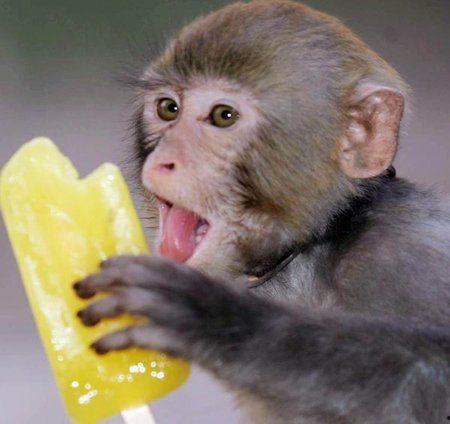 猴子吃瓜豌豆视频大全,猴子吃瓜豌豆视频大盘点