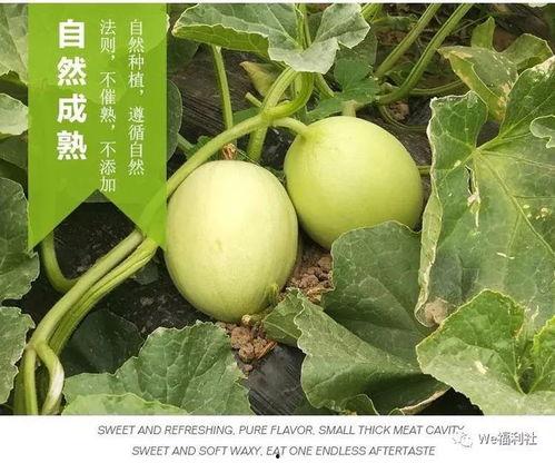 围着人吃瓜的视频,揭秘网络视频中的社交现象