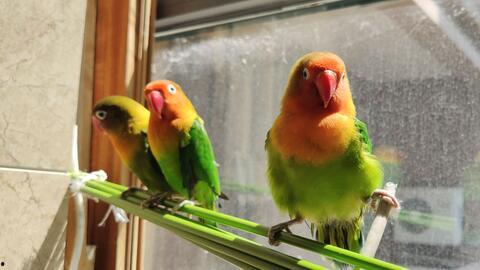 鹦鹉可以吃贝贝瓜吗视频,揭秘贝贝瓜的口感之旅